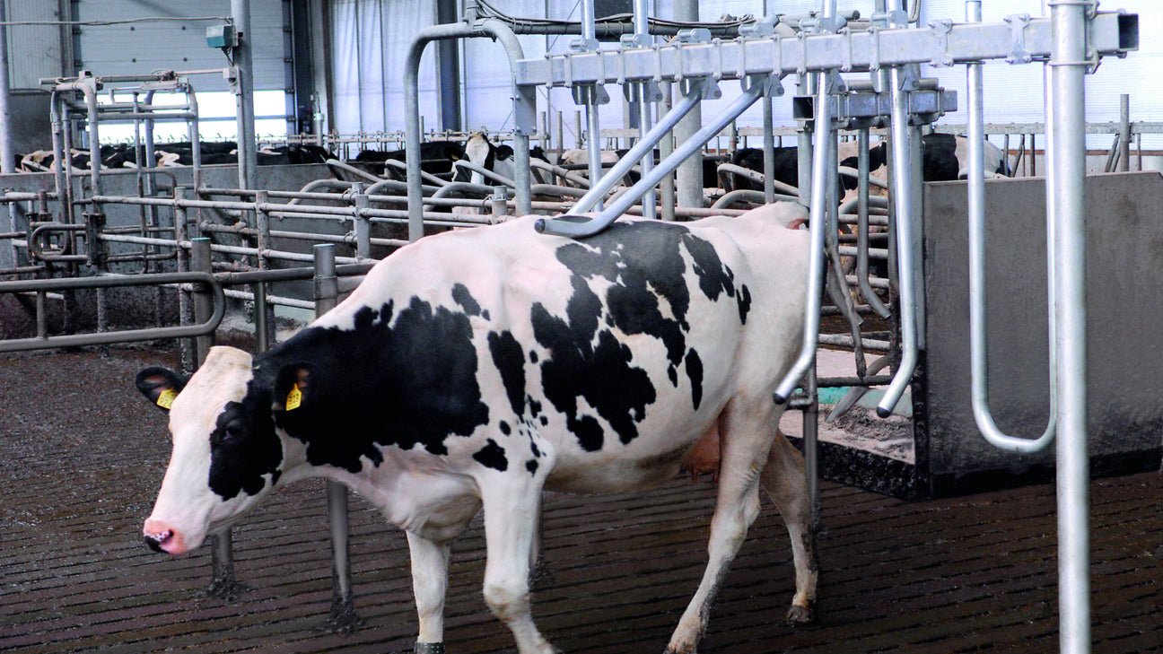 Kuhtreiber & Tiersortierung