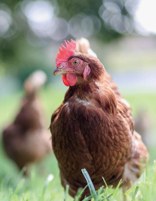 Produkte für die Haltung von Geflügel