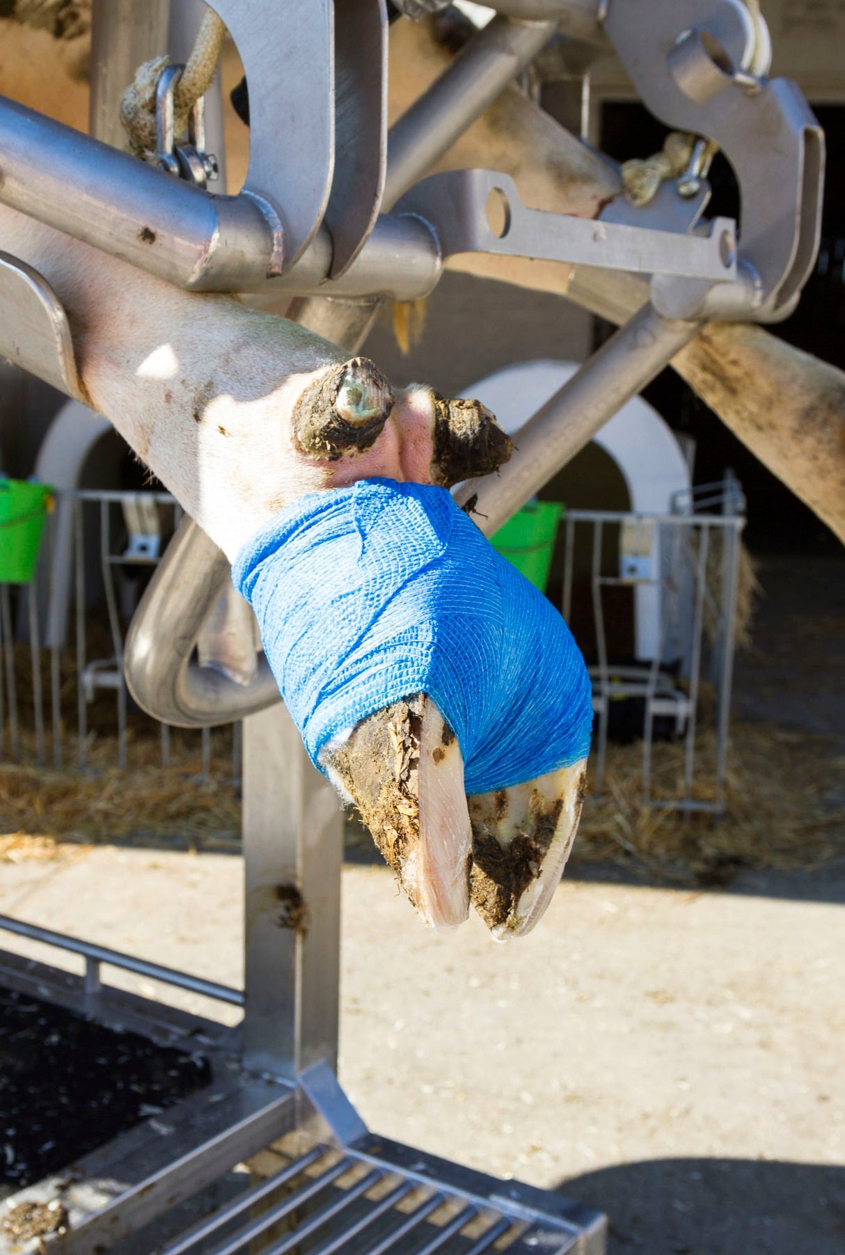 Kerbl Klauenbandage VetLastic selbsthaft. Bandage, blau 7,5cm 1667