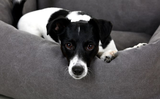 Kerbl Hunde Kuschelbett Lucca grau, 85x110 cm - 80348