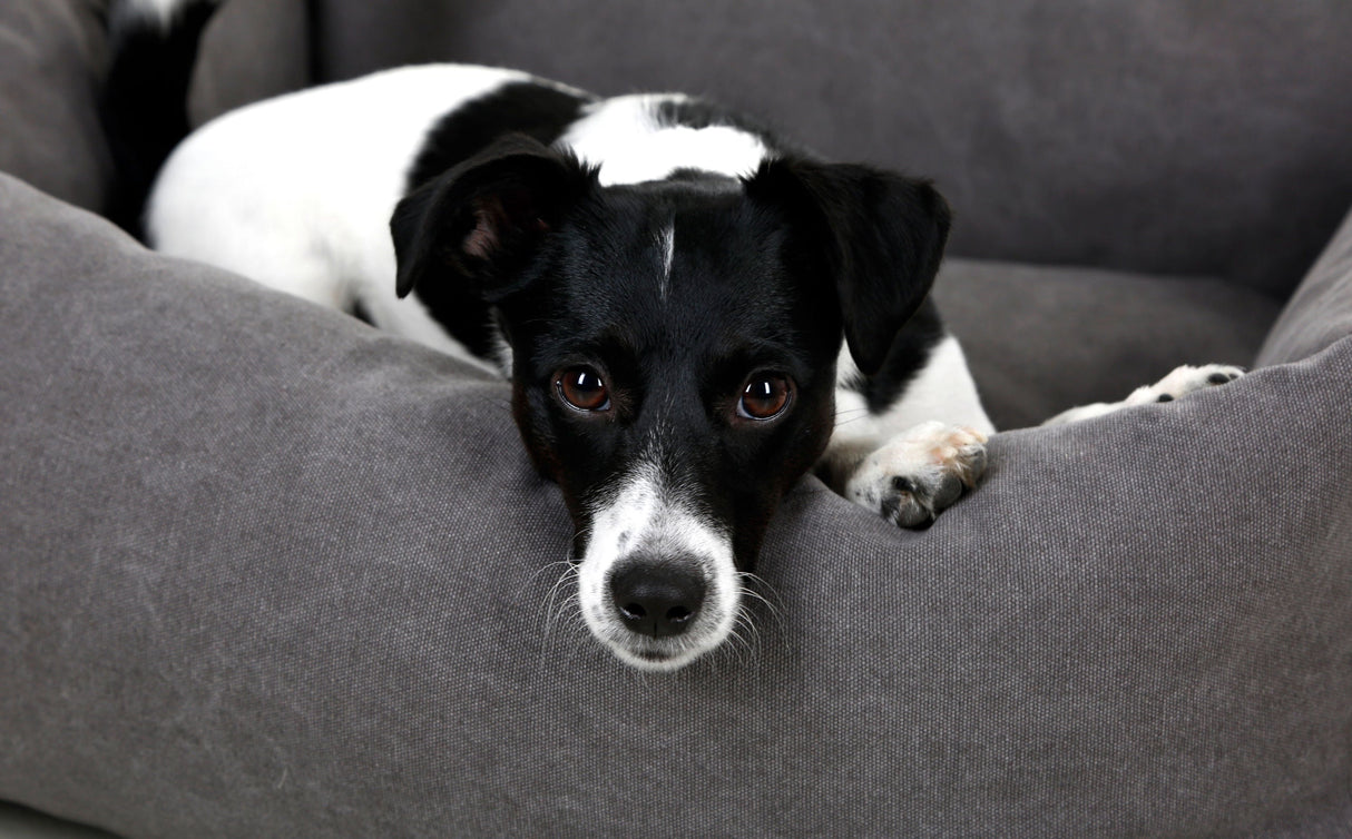 Kerbl Artikel 80346 im Online Shop kaufen