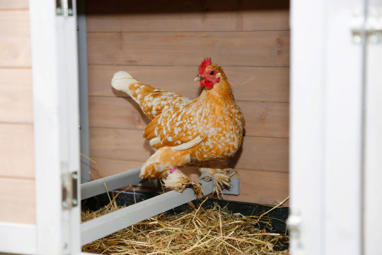 Kerbl Hühnerstall Bonny m. Metall- rahmen am Boden 181x65x118cm 81713