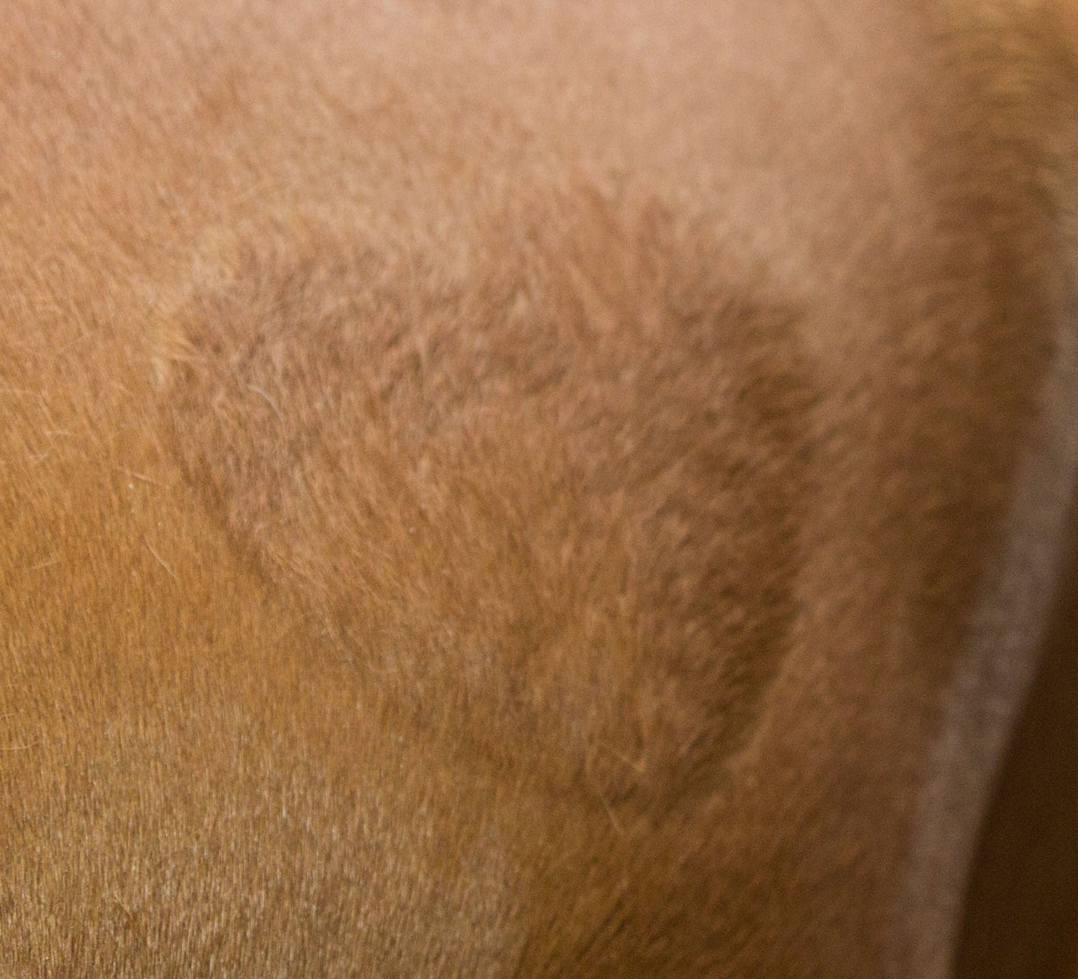 Kerbl Artikel 321900 im Online Shop kaufen