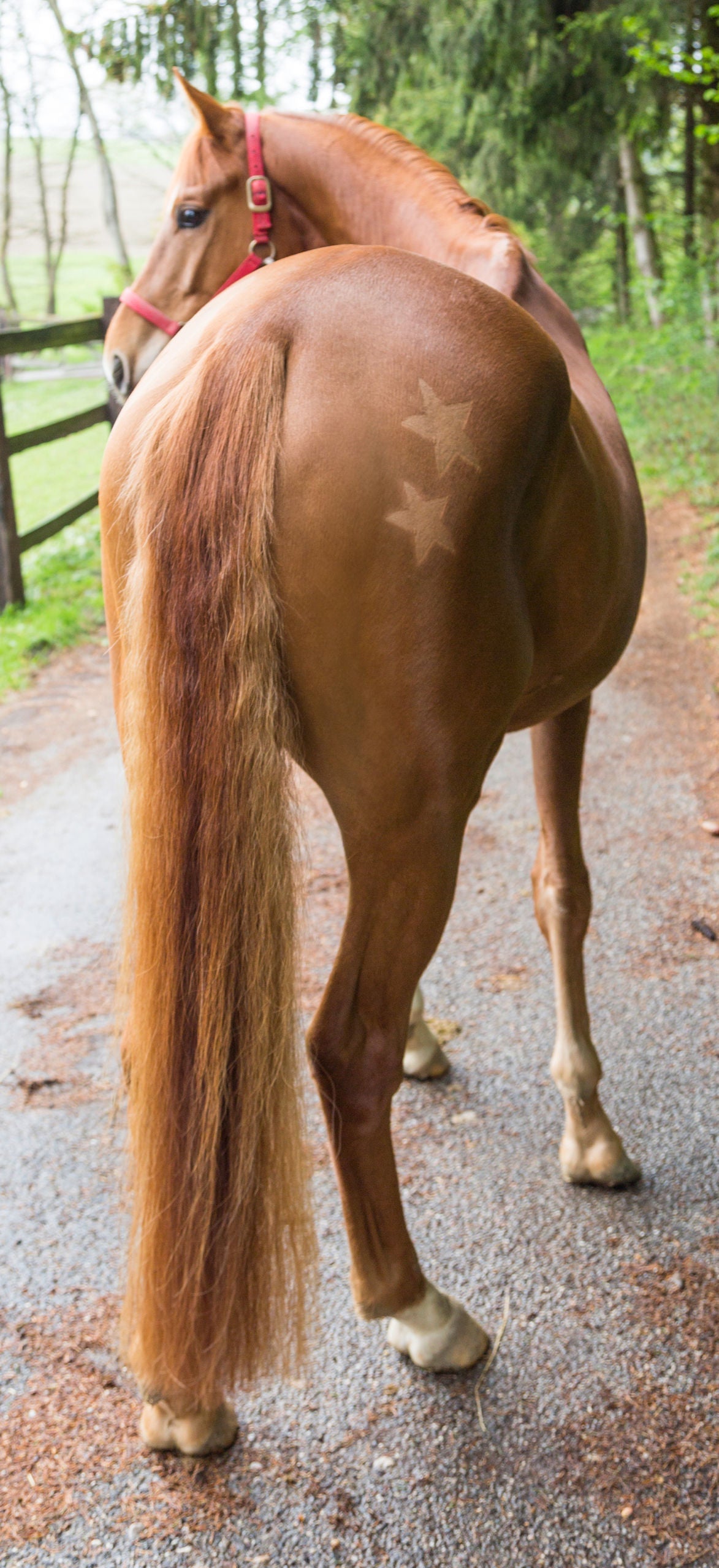 Kerbl Artikel 321900 im Online Shop kaufen