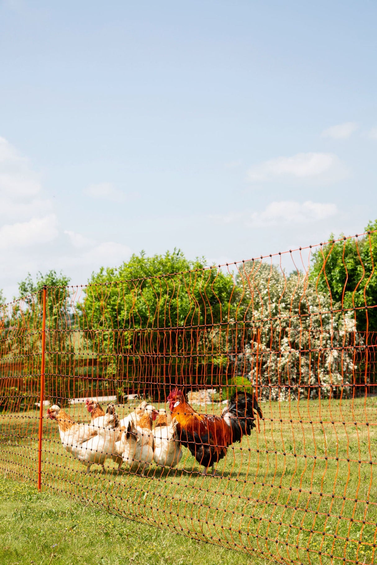 Kerbl Geflügelnetz 50mtr., 106cm Doppelspitze, orange, el.leite 1 Stück 292271