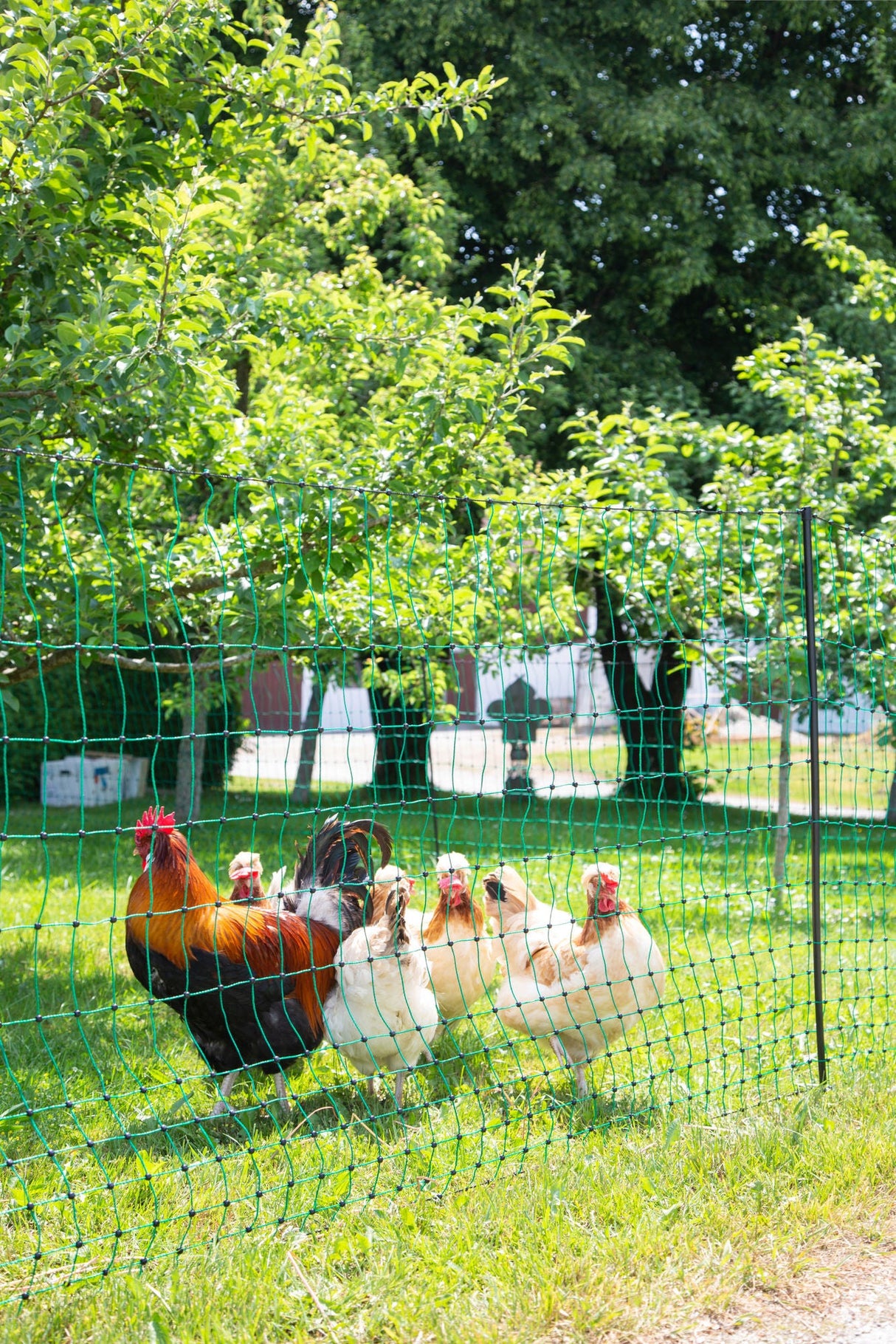 Kerbl Geflügelnetz grün, el. leitend 15 mtr. / 106cm / Doppelspitze 1 Stück 292274