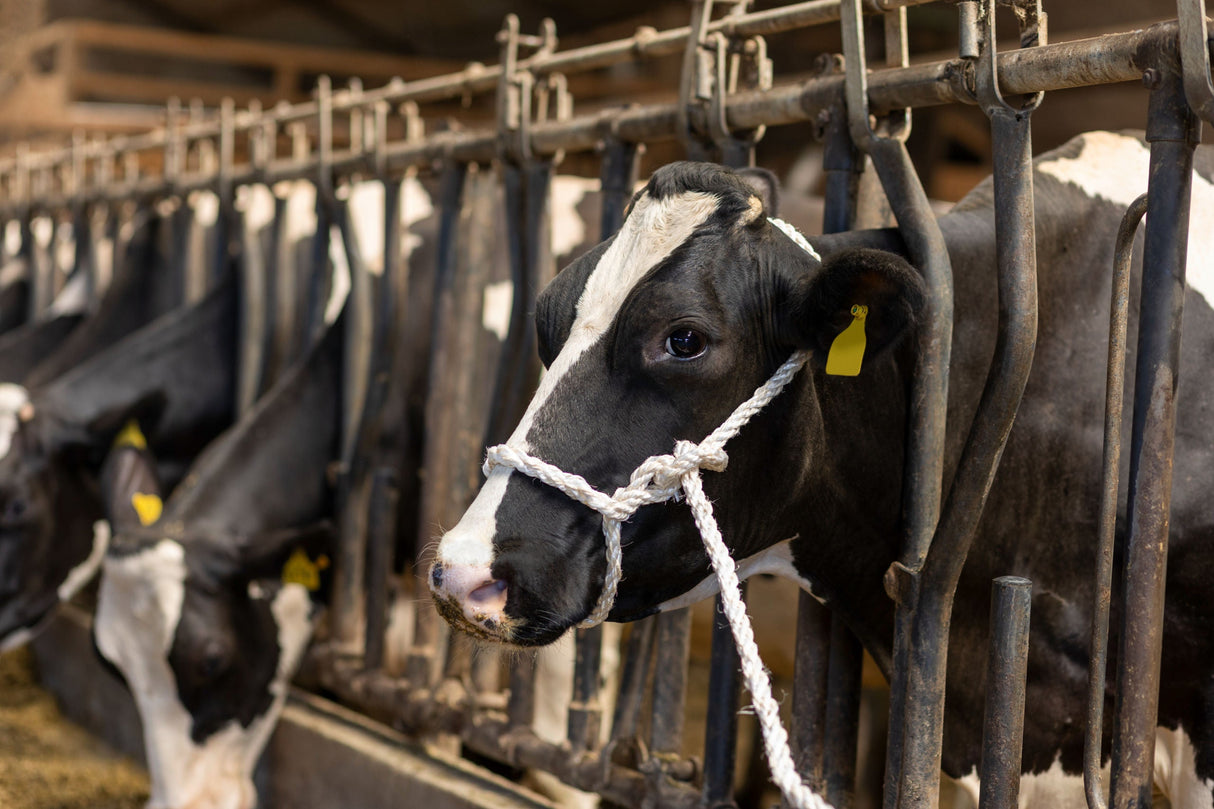 Kerbl Artikel 29556 im Online Shop kaufen