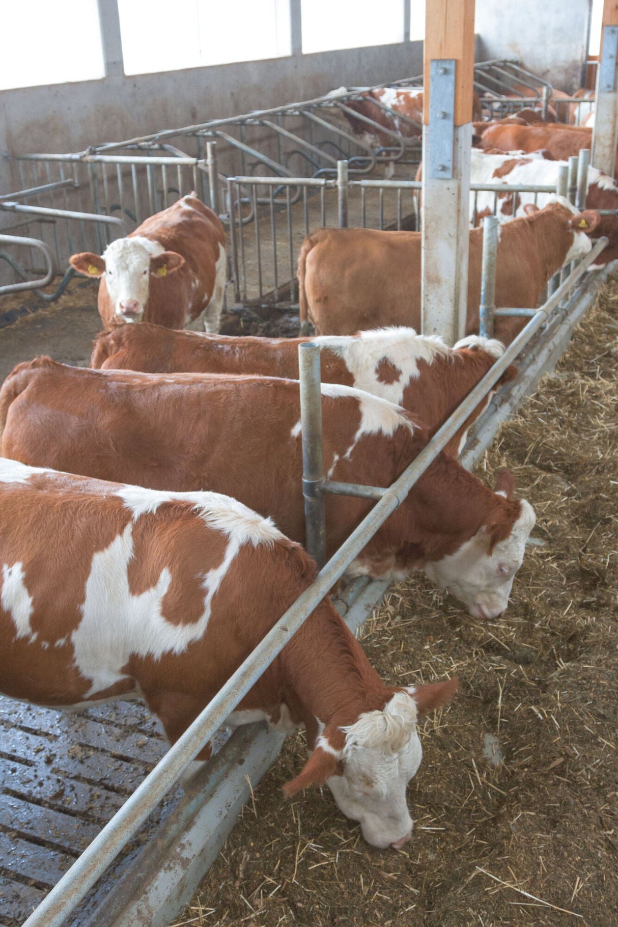 Kerbl SmartCam Akku/HD 10812