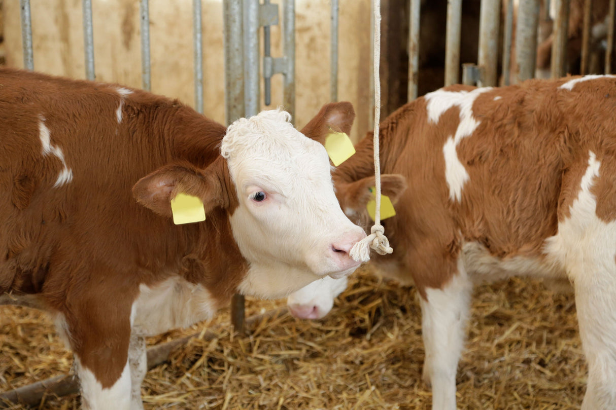 Kerbl Artikel 22681 im Online Shop kaufen