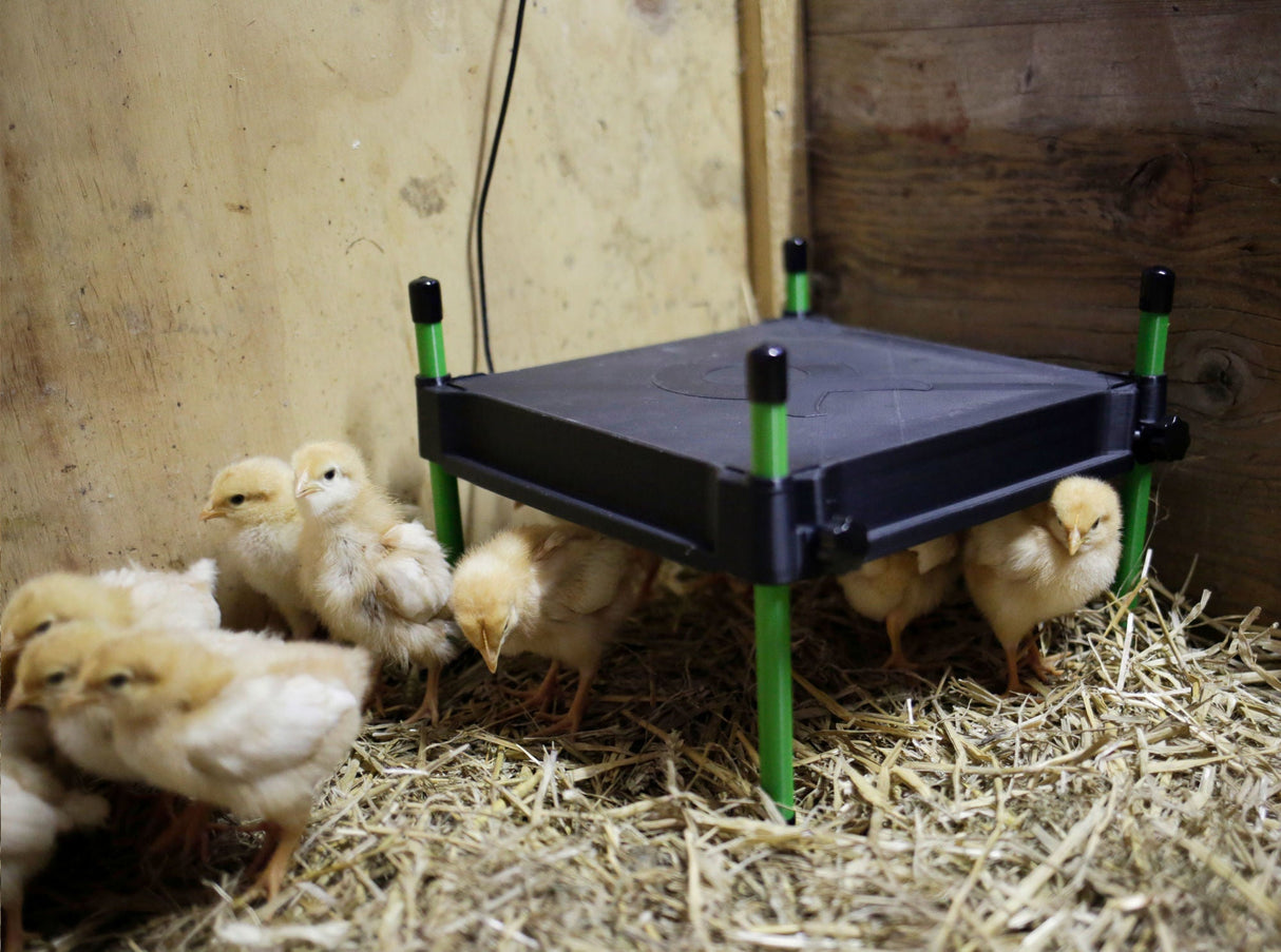 Kerbl Wärmeplatte für Küken CosyHeat, 30x30 cm 24 V, integr. Thermostat - 70420