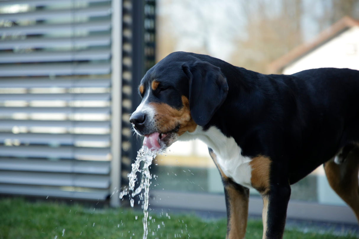 Kerbl Artikel 80542 im Online Shop kaufen