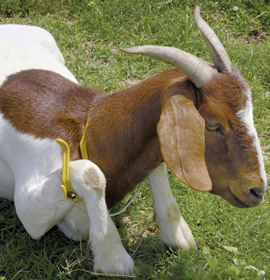 Kerbl Immobilisierungsbogen, GAMBREL restrainer, groß, gelb 27476