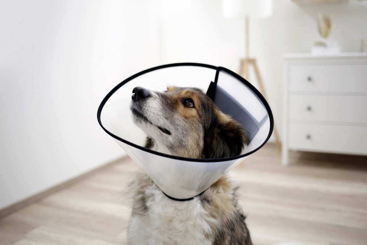 Kerbl Artikel 80670 im Online Shop kaufen