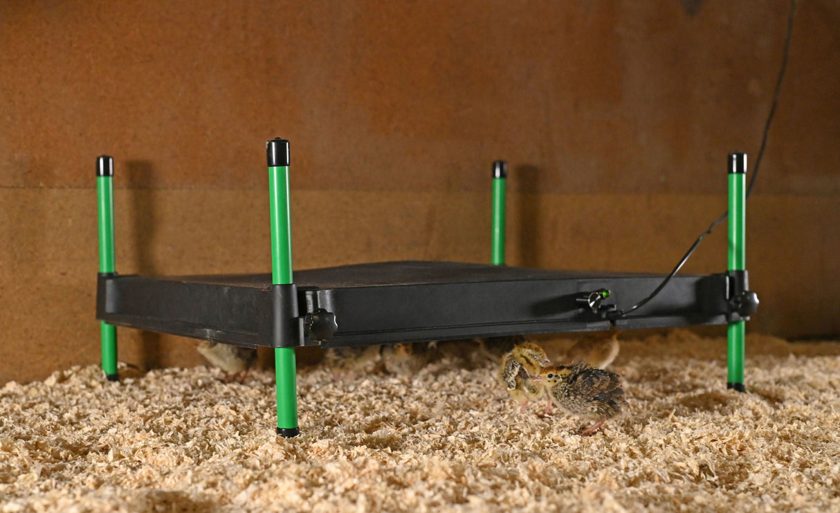 Kerbl Wärmeplatte für Küken CosyHeat, 40x50 cm 24 V, integr. Thermostat - 70421