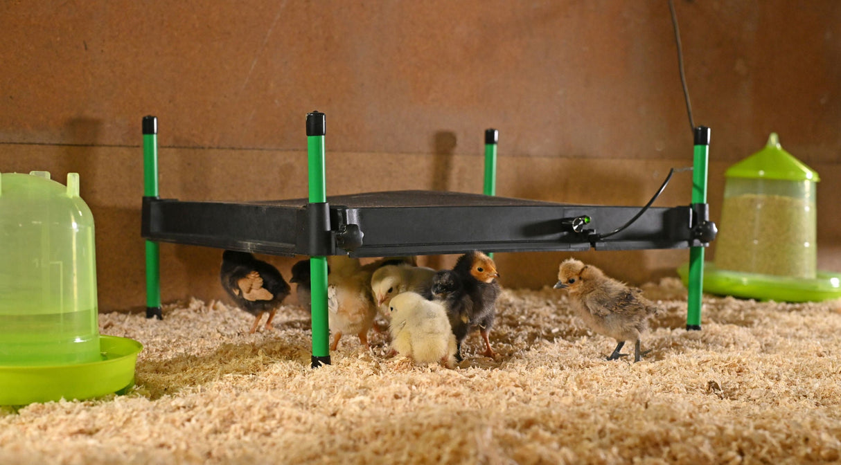 Kerbl Wärmeplatte für Küken CosyHeat, 40x50 cm 24 V, integr. Thermostat - 70421