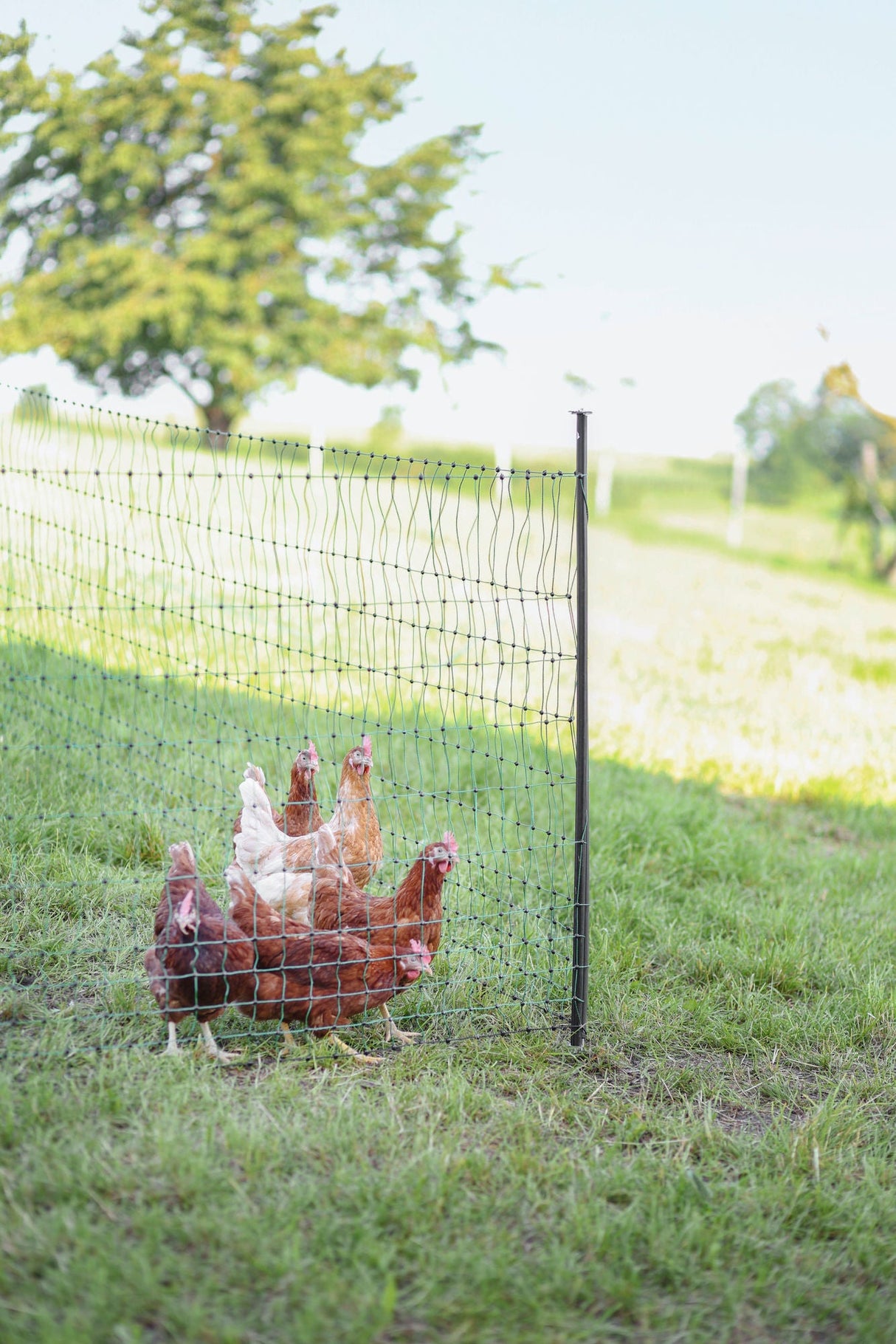 Kerbl Unterstützungspfahl für Weide- netze, 145cm, Ø14mm,verzinkt 1 Stück 27350