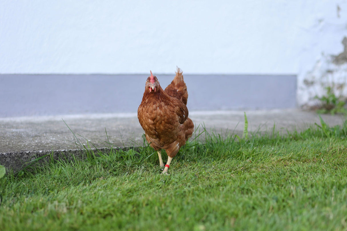 Kerbl Kunststoffclip 16 mm, farblich gemischt, 5x 20 St. im Blister 72352