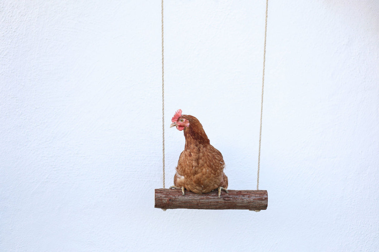 Kerbl Hühnerschaukel 39 x Ø 5cm 1 Stück 73141