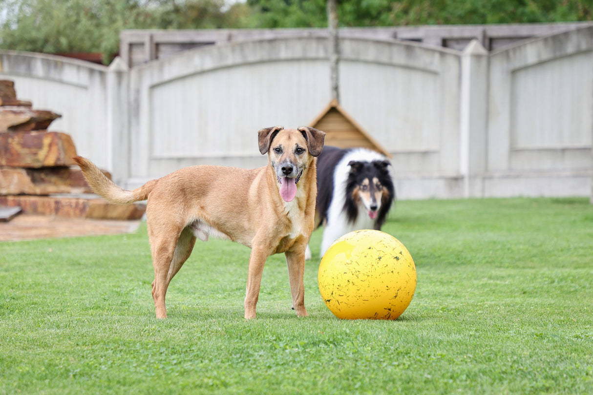 Kerbl Artikel 82274 im Online Shop kaufen