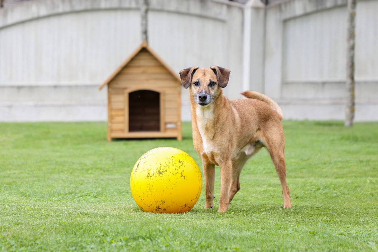 Kerbl Artikel 82274 im Online Shop kaufen