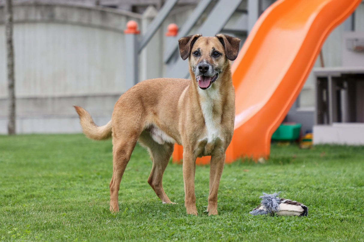 Kerbl Artikel 80736 im Online Shop kaufen