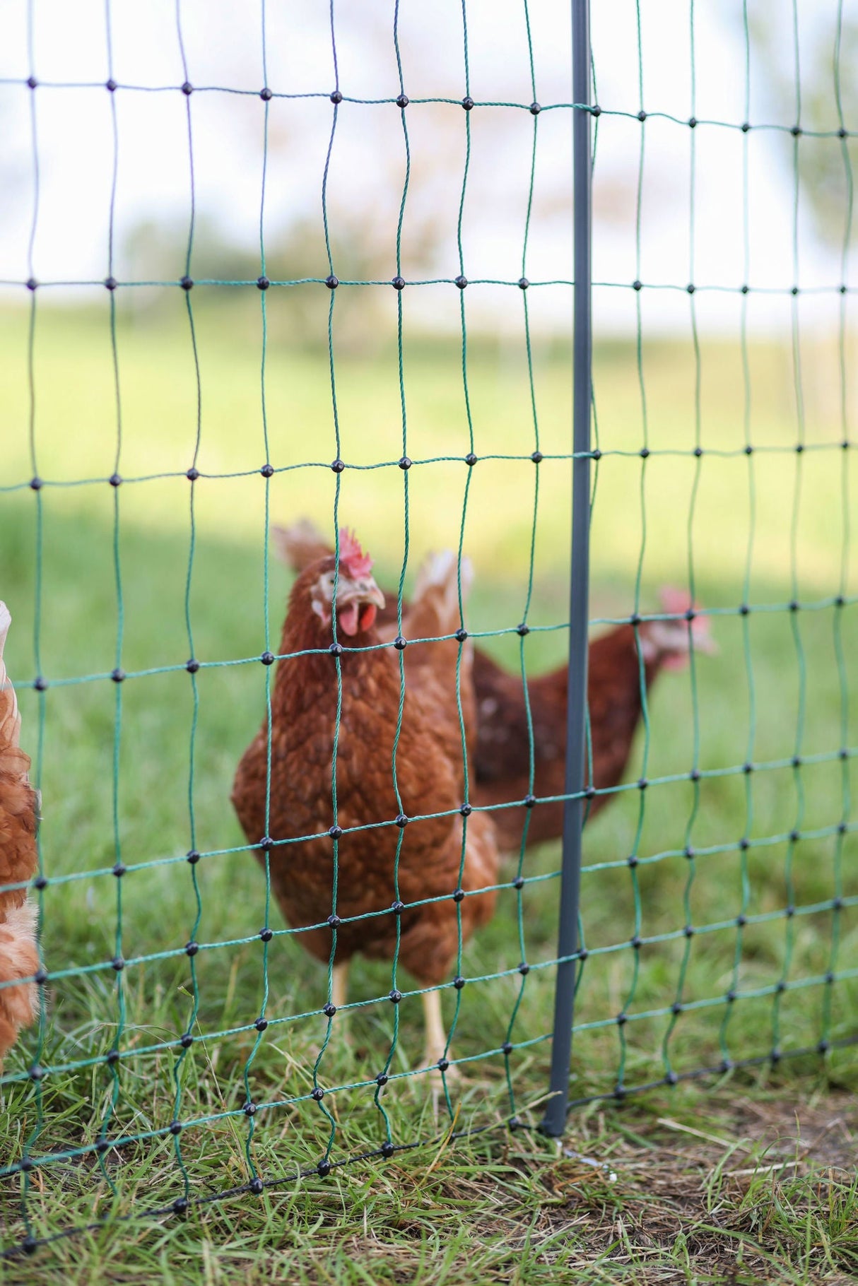 AKO Geflügelnetz Premium 50m, 122cm, DS, nicht elektr. - 292411