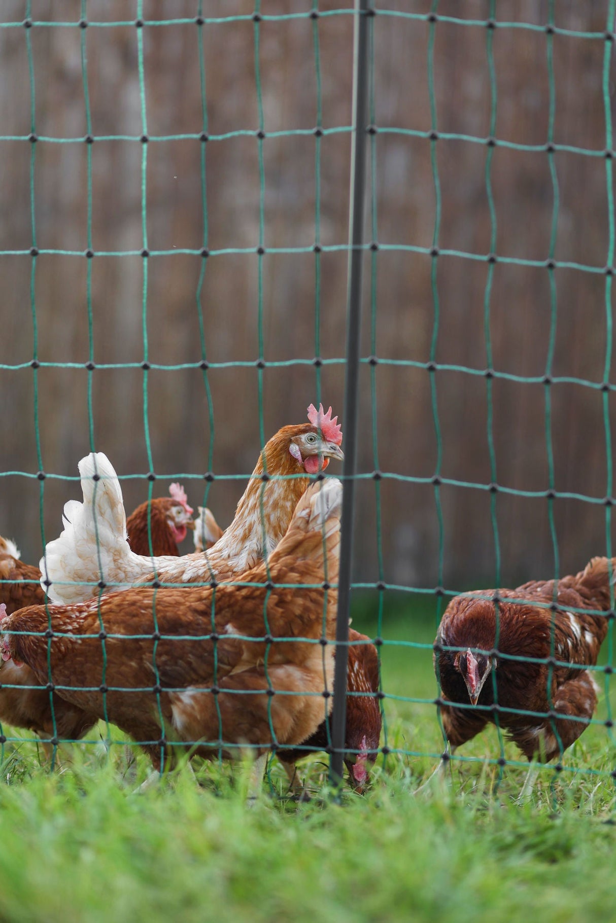 AKO Geflügelnetz Premium 50m, 122cm, DS, nicht elektr. - 292411