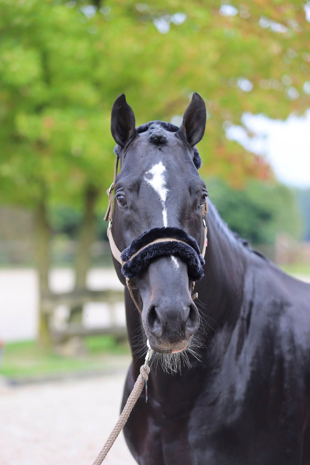 Kerbl Halfter ClassicSoft cappuccino, Gr. Shetty 3224762