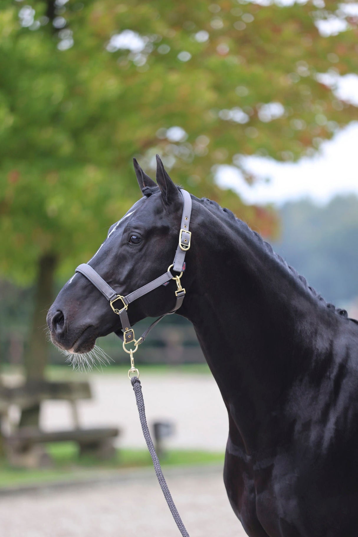 Kerbl Halfter Classy, stone Gr. Shetty 3224733