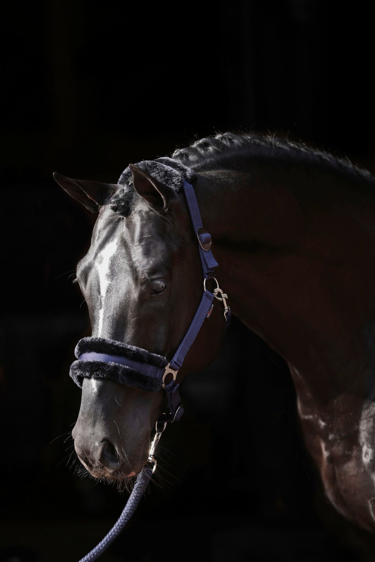 Kerbl Halfter ClassicSoft navy, Gr. Shetty 3224750