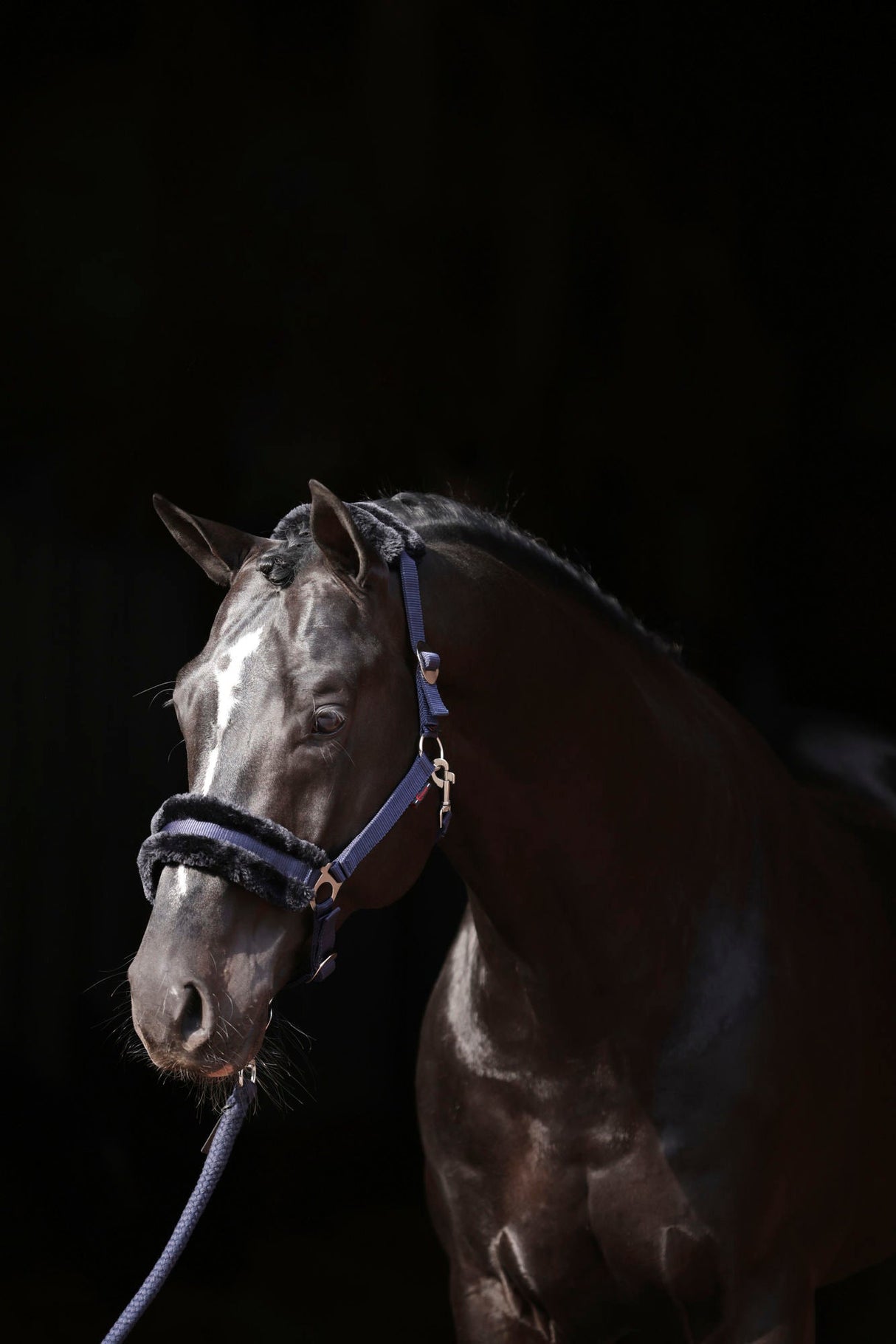 Kerbl Halfter ClassicSoft navy, Gr. Shetty 3224750