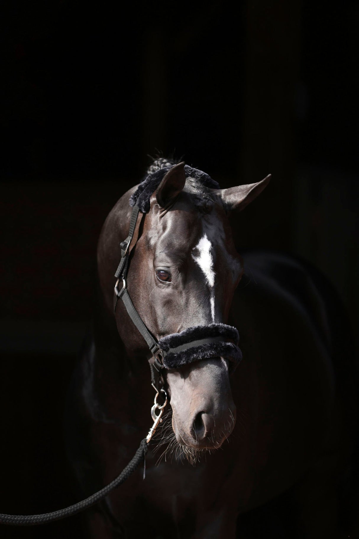 Kerbl Halfter ClassicSoft black, Gr. Shetty 3224754