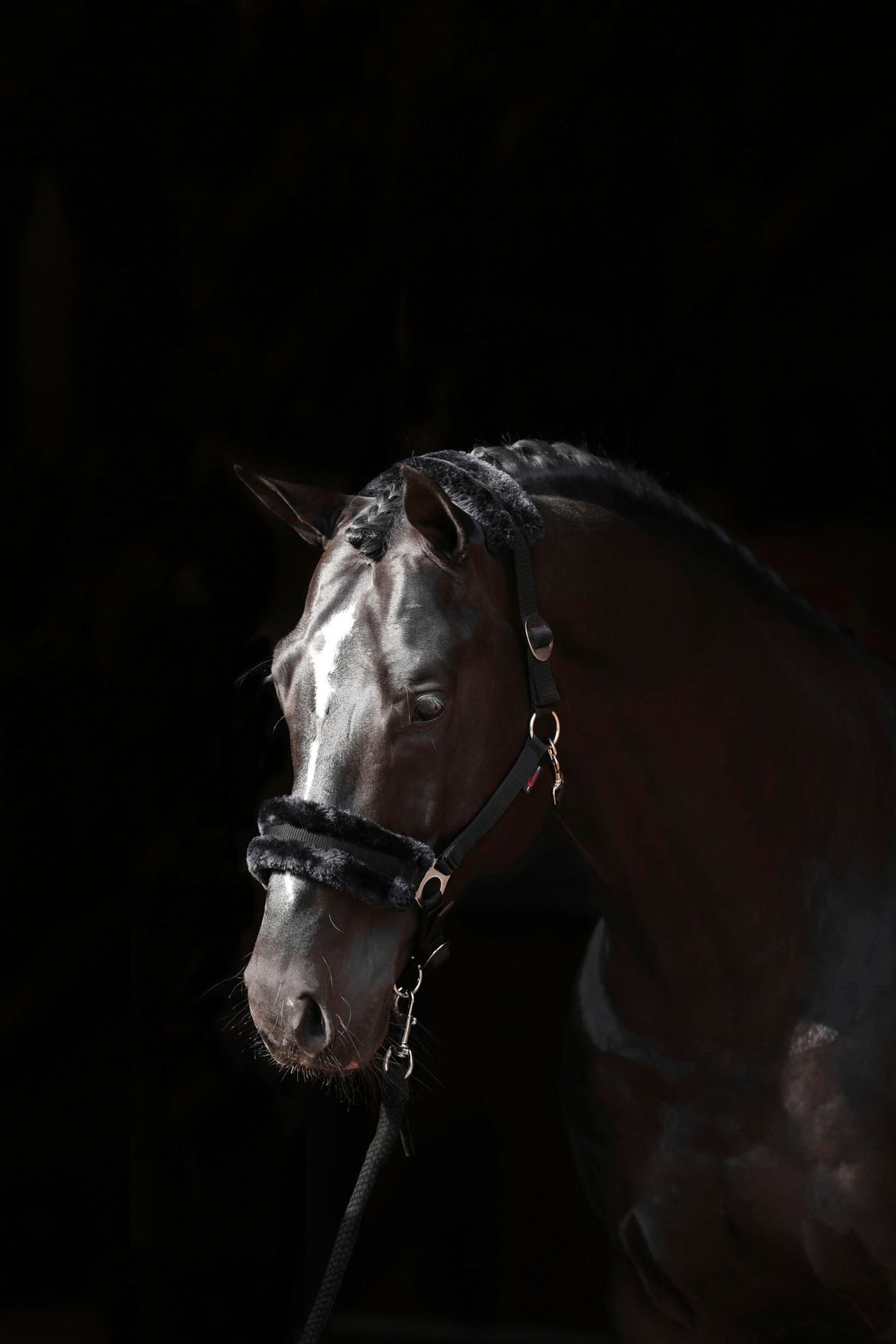 Kerbl Halfter ClassicSoft black, Gr. Shetty 3224754