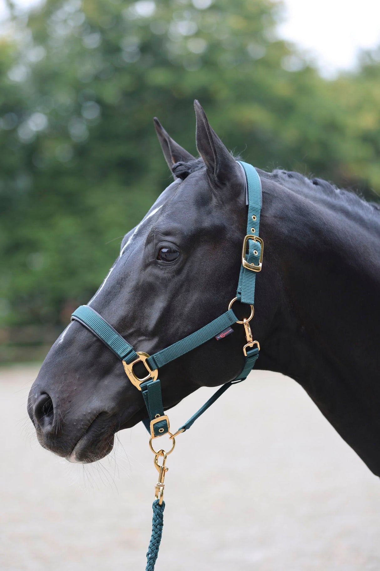 Kerbl Halfter TopLine, forest, Pony 3224619