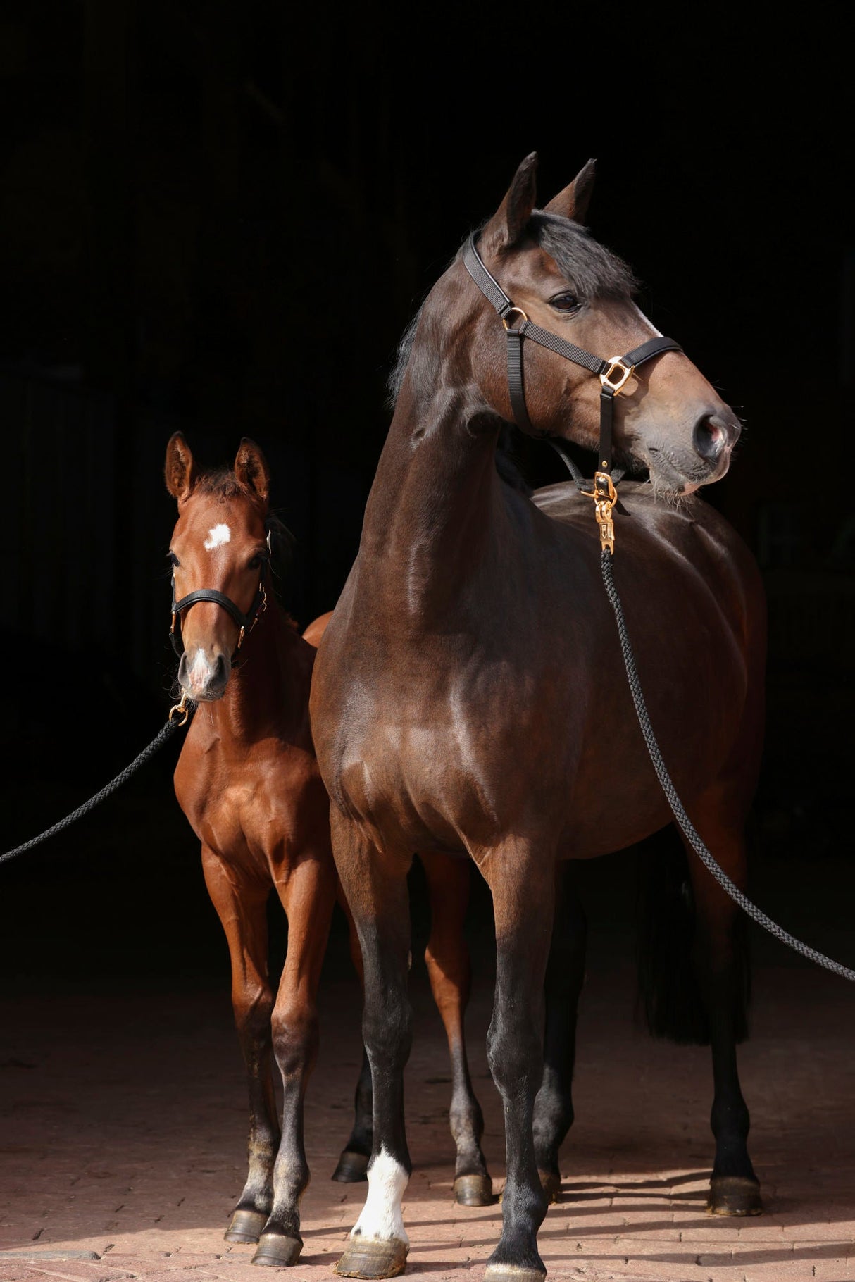 Kerbl Halfter TopLine, black, Pony 3224615