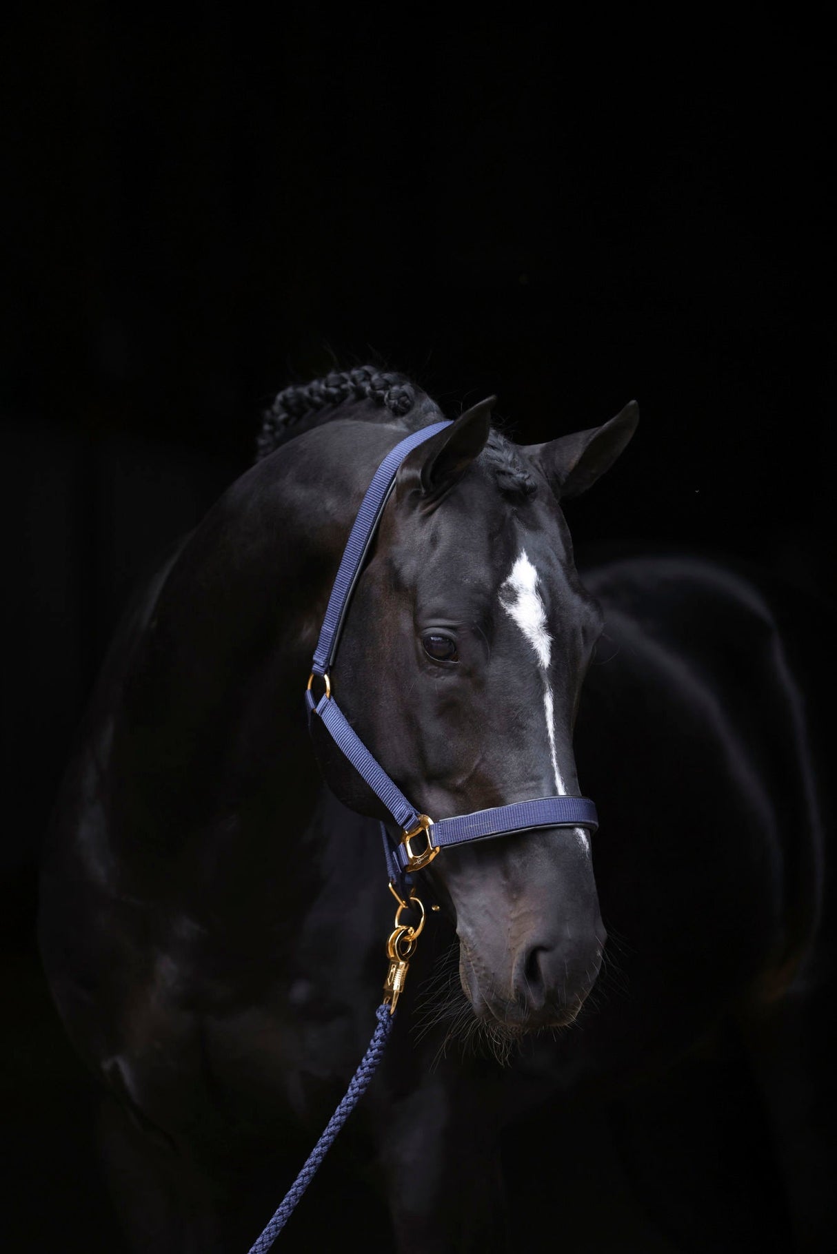 Kerbl Halfter TopLine, navy, Pony 3224611