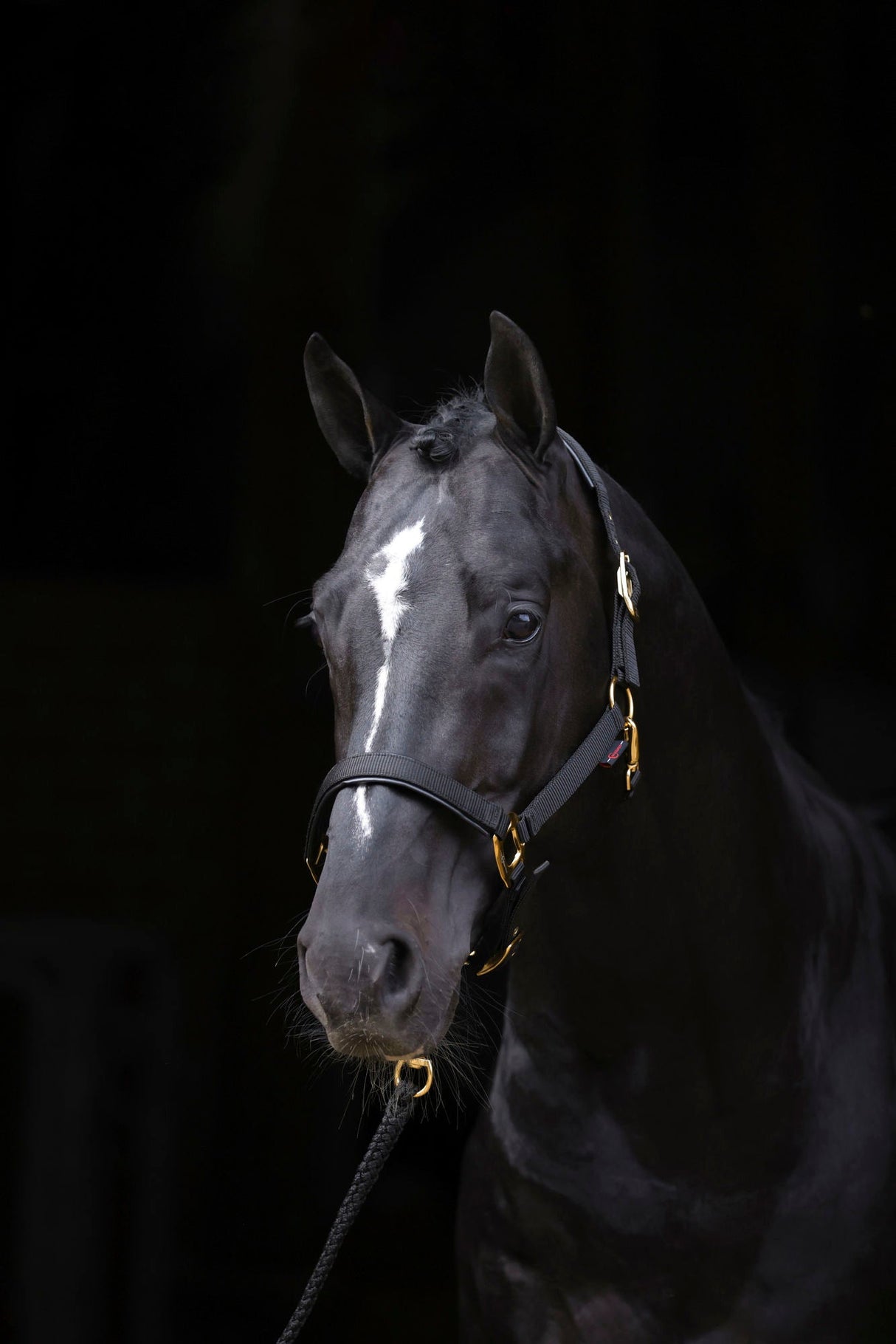 Kerbl Halfter TopLine, black, Pony 3224615