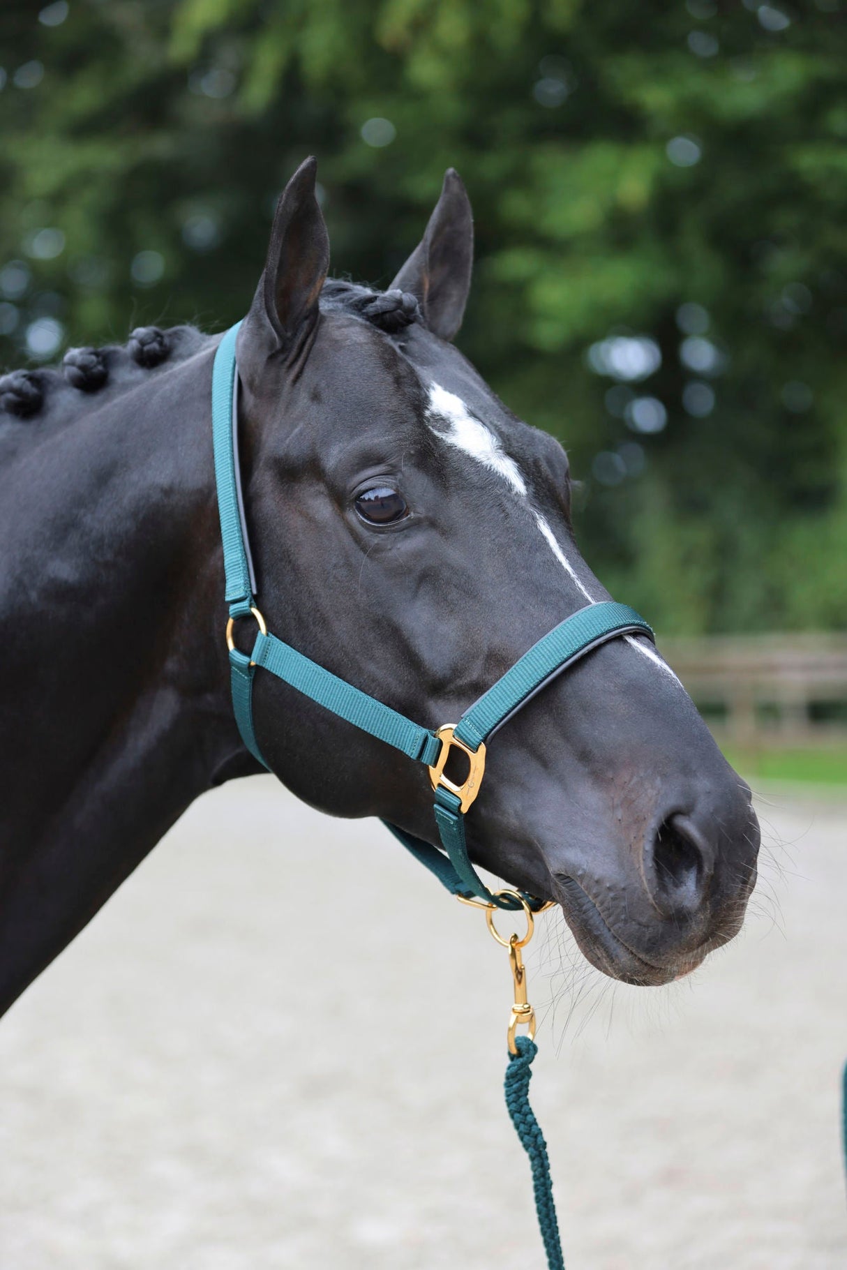 Kerbl Halfter TopLine, forest, Pony 3224619