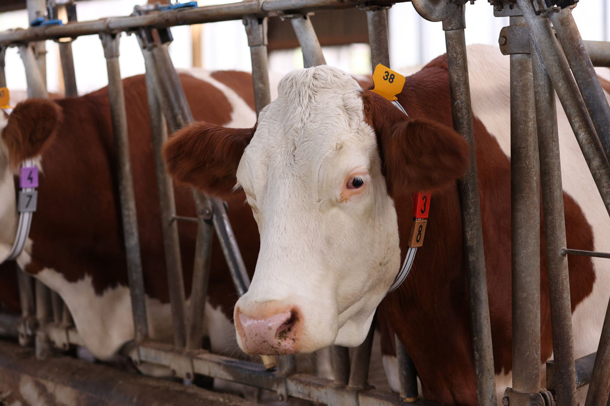 Kerbl Artikel 208430 im Online Shop kaufen