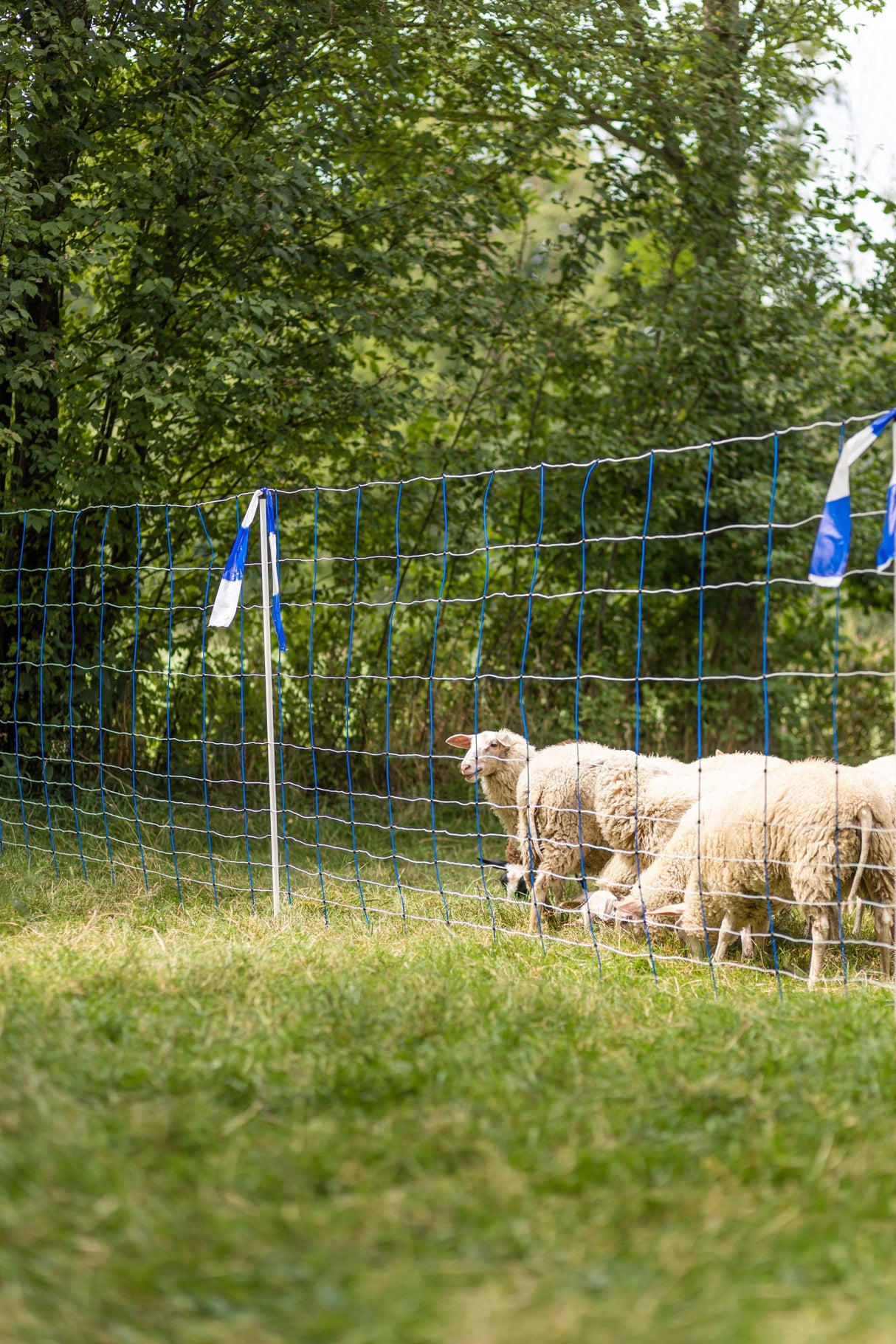 Kerbl Herdenschutzband blau/weiß, geblockt, 80mm, 100 m Rolle 27239