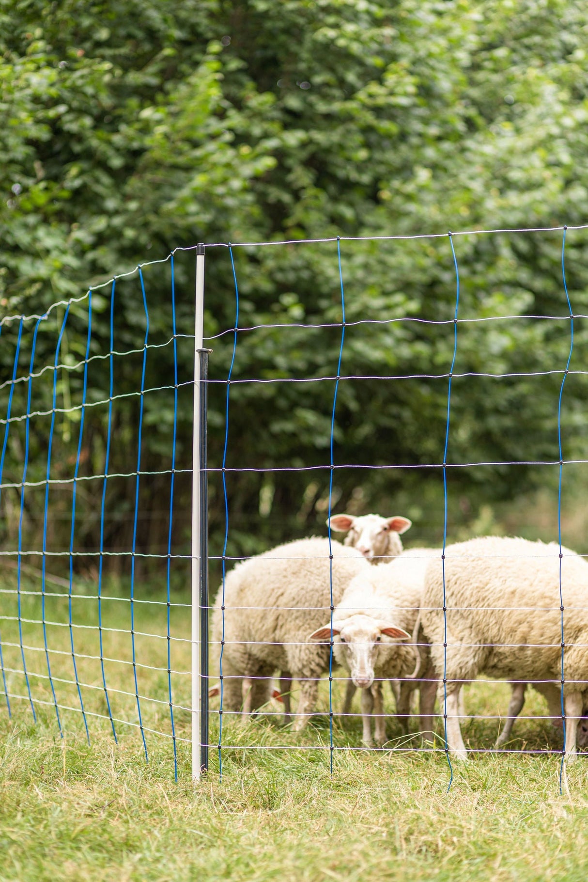 Kerbl Unterstützungspfahl für Weide- netze, 145cm, Ø14mm,verzinkt 1 Stück 27350