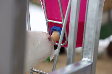 Kerbl Naturkautschuk-Sauger für FixClip, im 5er-Pack 14251/5