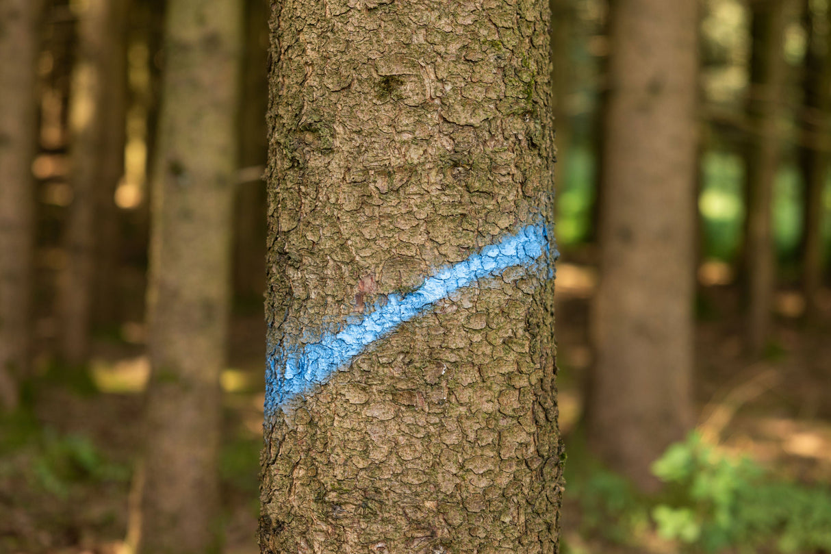 Kerbl Markierungsspray Forst Neon neonblau, 500ml - 291404