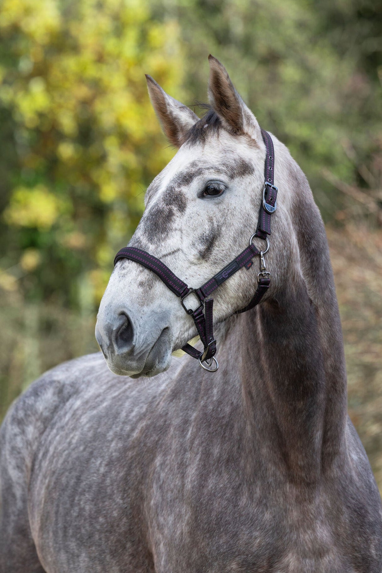 Kerbl Pferdehalfter Royal schwarz/fuchsia, Foal - 3228171