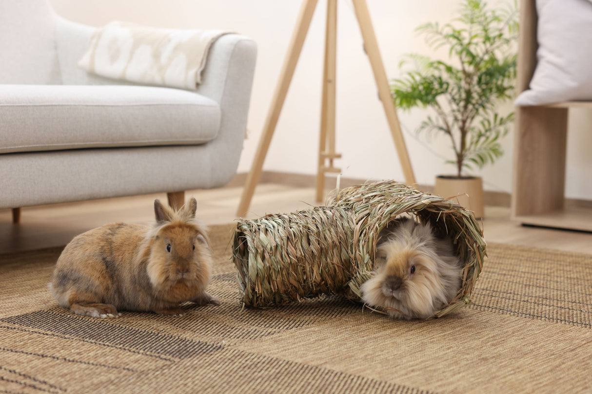 Kerbl Artikel 82762 im Online Shop kaufen