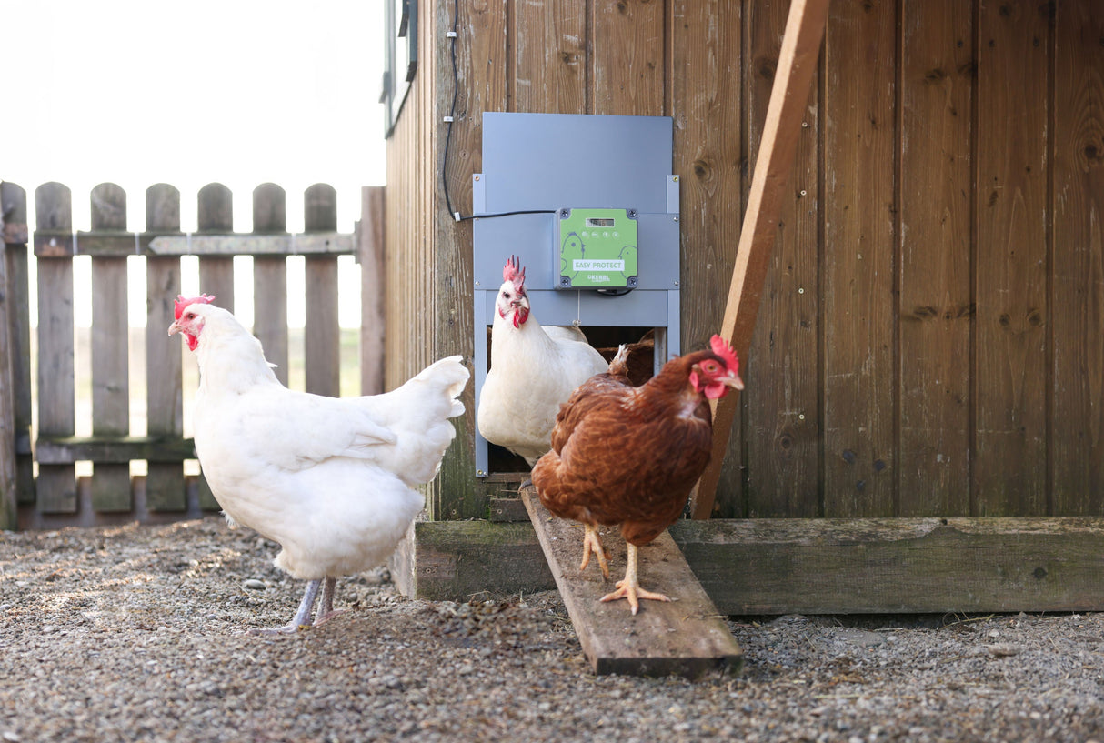 Kerbl automatische Hühnertür Easy Protect Steuerung mit Tür - 70590