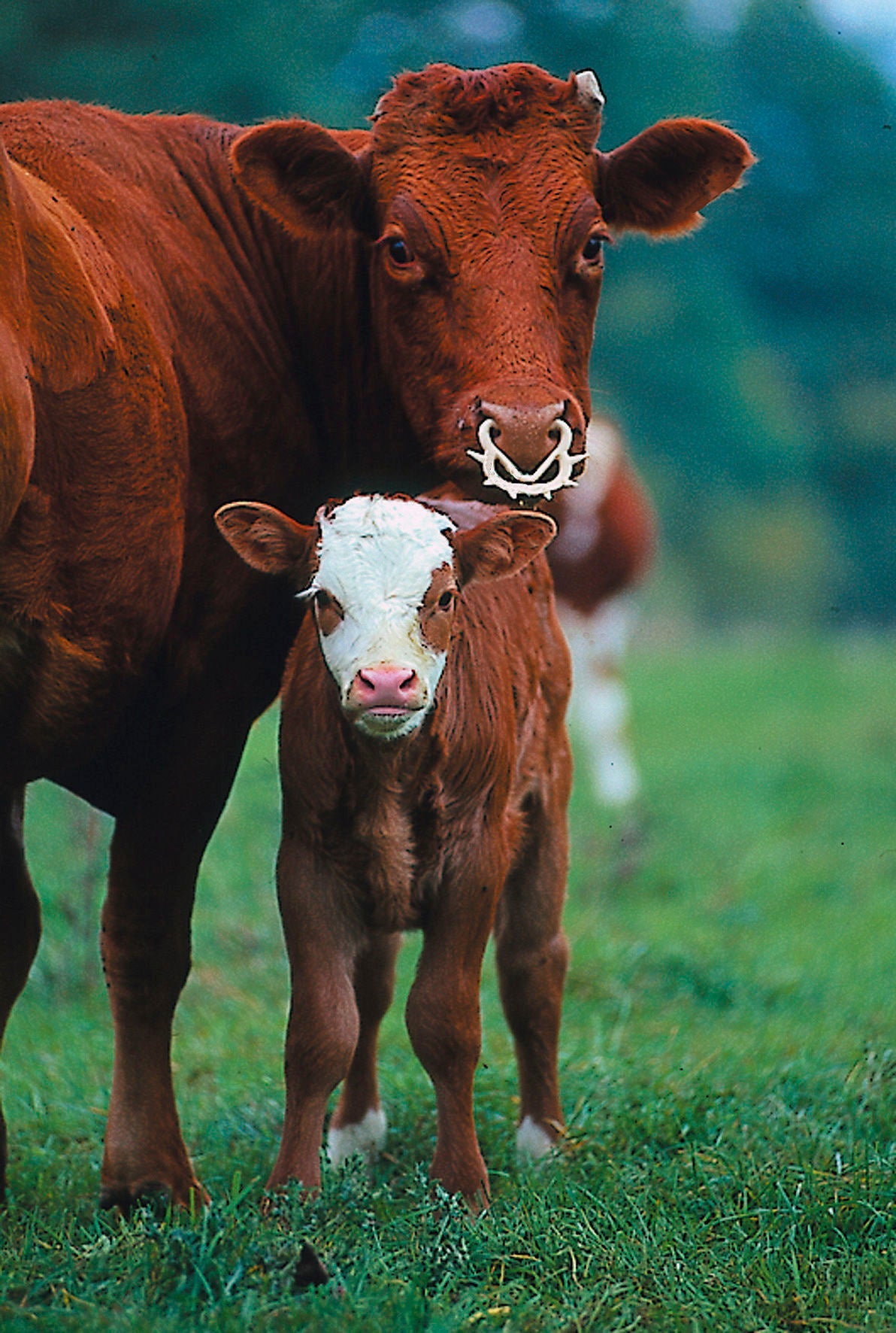 Kerbl Viehsaugentw. Müller klein 1316 6 Stück