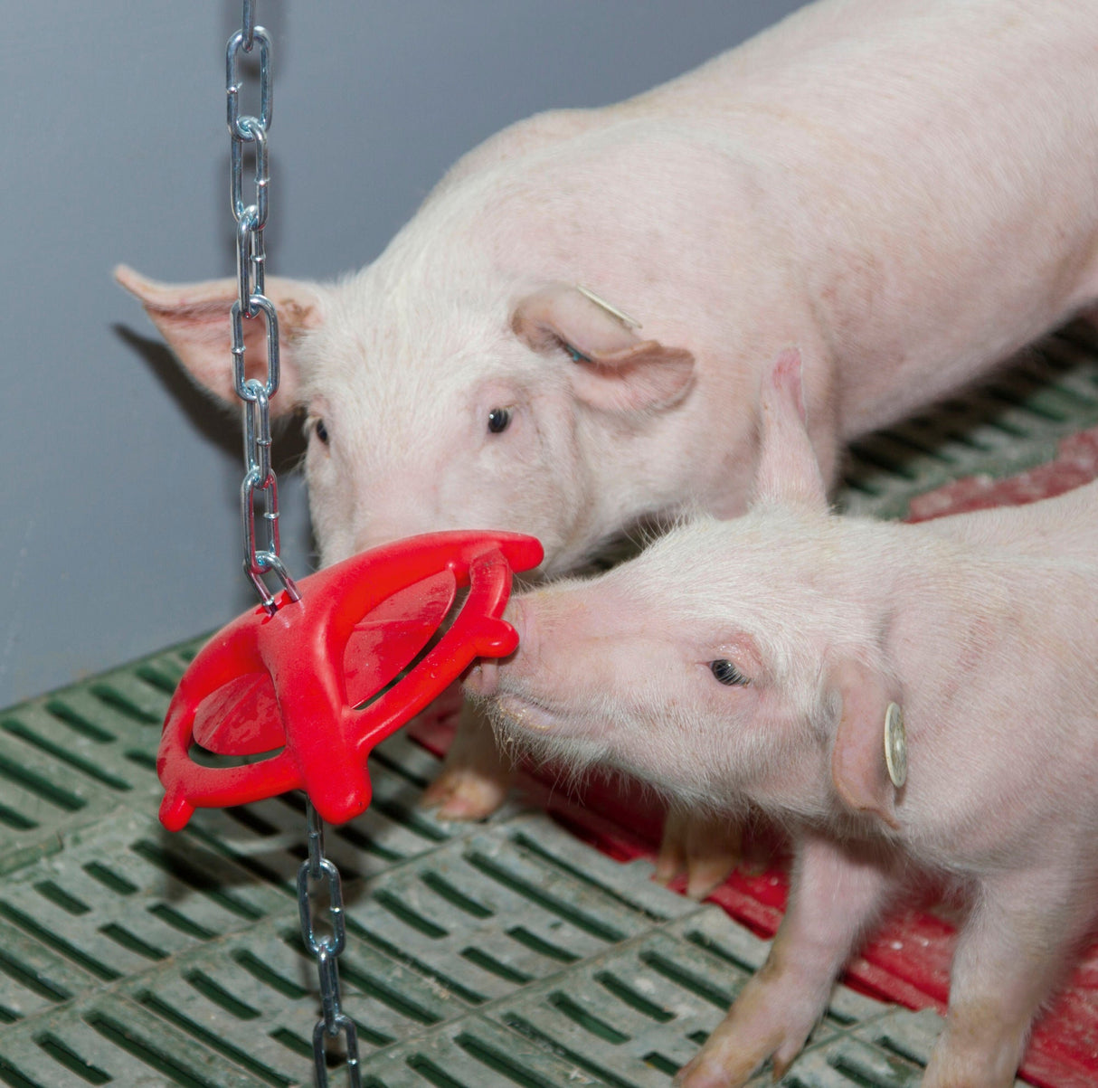 Kerbl Ferkelbeissring mit 75cm-Kette 22605