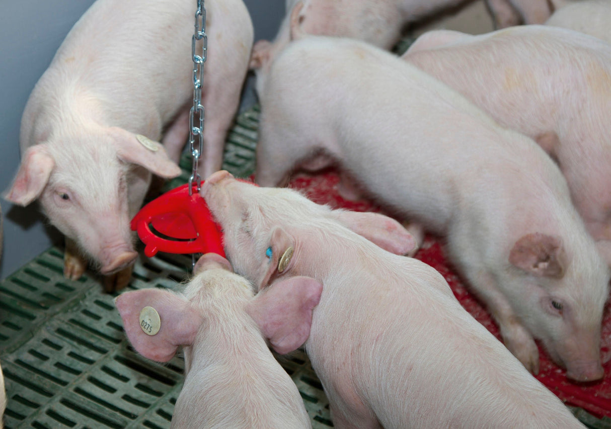 Kerbl Ferkelbeissring mit 75cm-Kette 22605