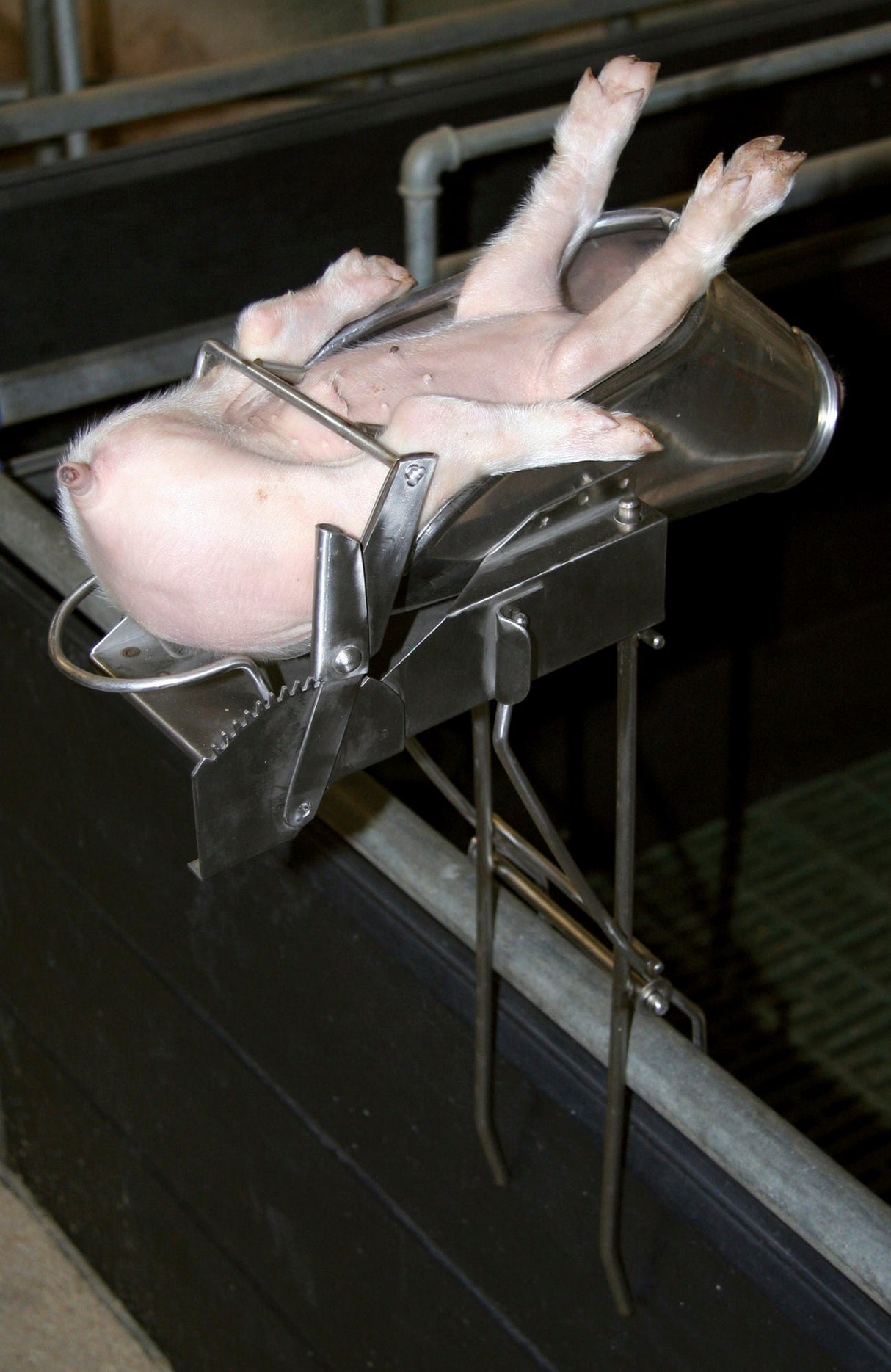 Kerbl Kastrationsgerät für Ferkel 2-9 Tage, Edelstahl, o. Halter 22818